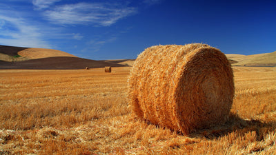 Everything You Need to Know About Feeding Lucerne Hay to Your Horse