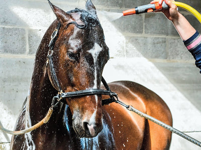 Horses & Heat Stress