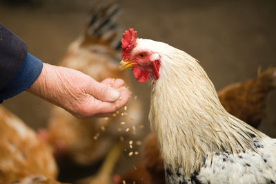 What to Feed Your Sick Chicken