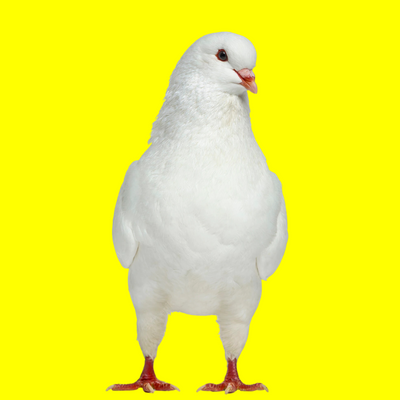 Pigeon
