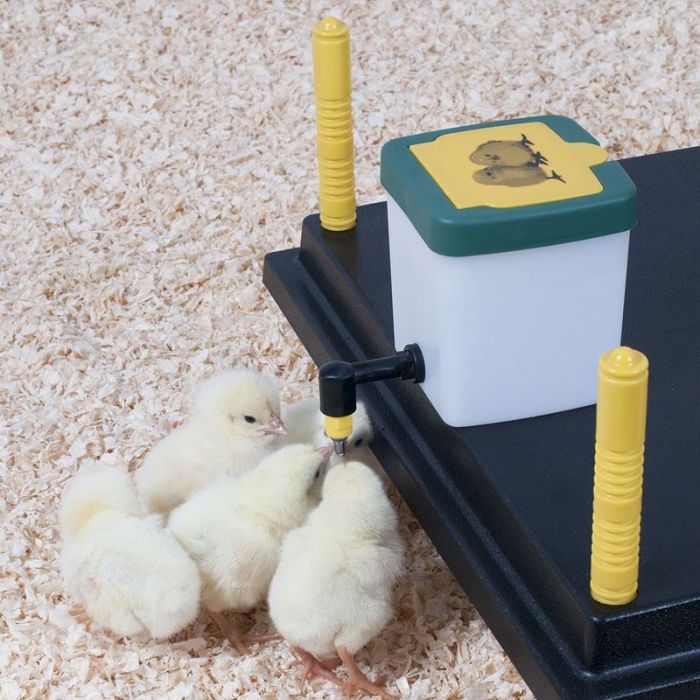 BF Chick Drinking Bottle with Lid