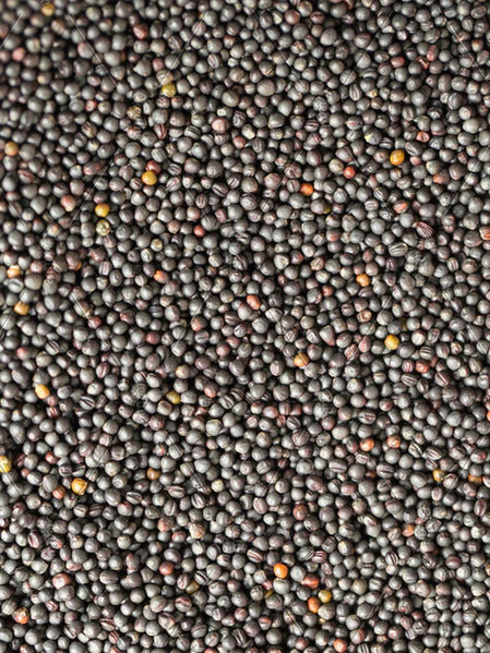 Avigrain Canola Seed (Rape) 20Kg