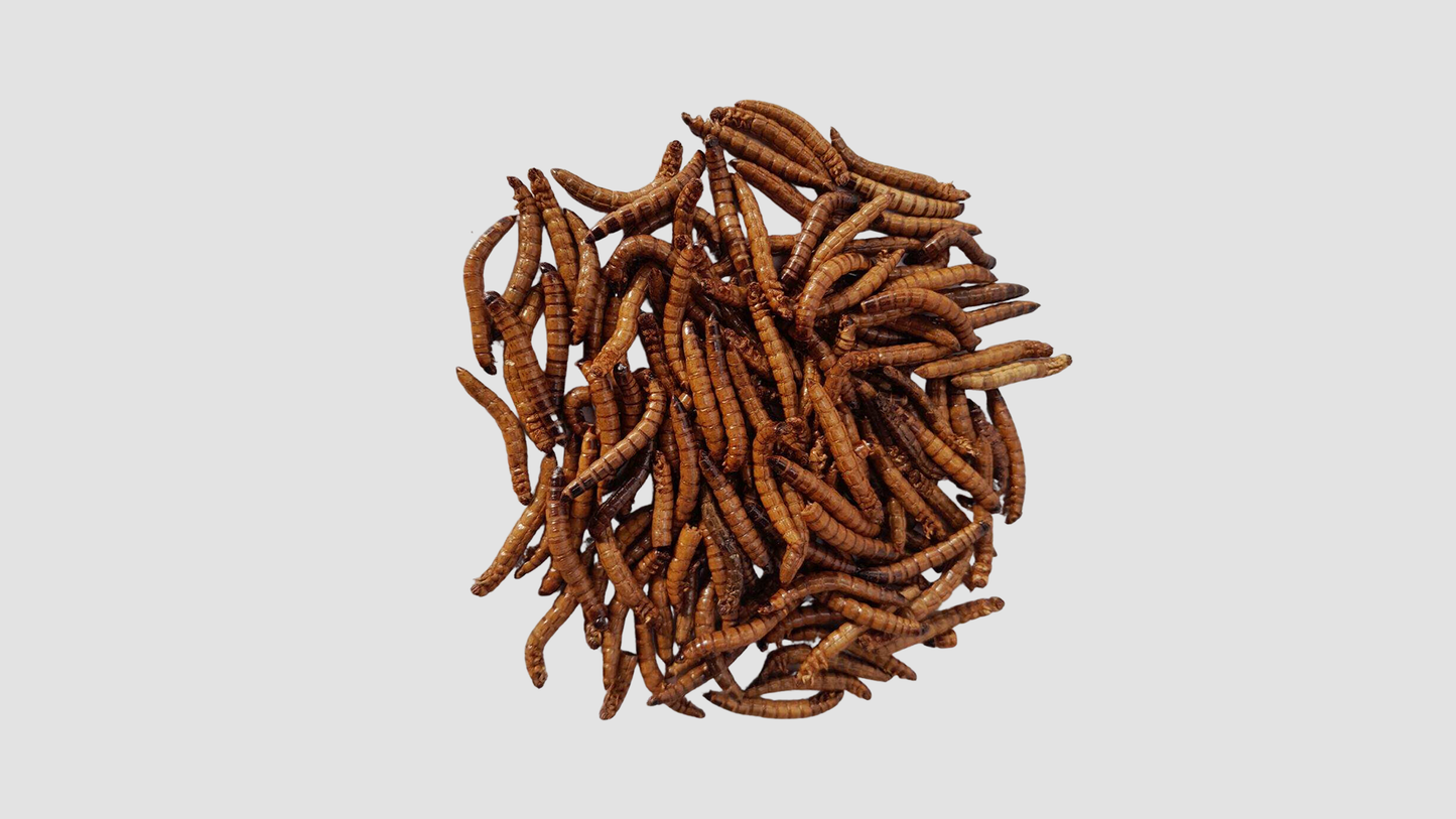 Minibeasts Mealworms