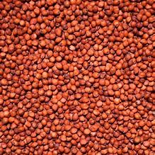 Avigrain Sorghum (Milo) 20Kgs **