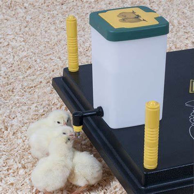 BF Chick Drinking Bottle with Lid