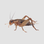 Minibeasts Crickets