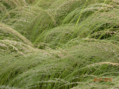 Teff Hay Bale