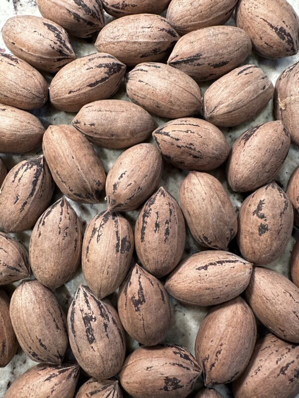 Whole Almond Nuts in Shell 5kg