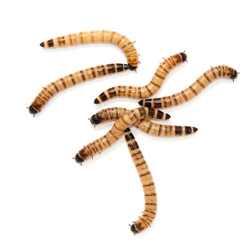 The Insect Shop Live Superworm