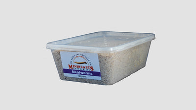 Minibeasts Mealworms