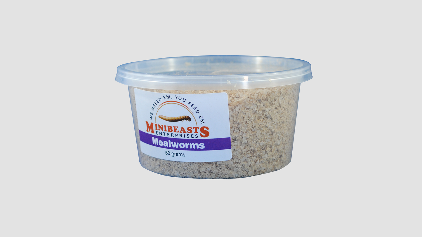 Minibeasts Mealworms