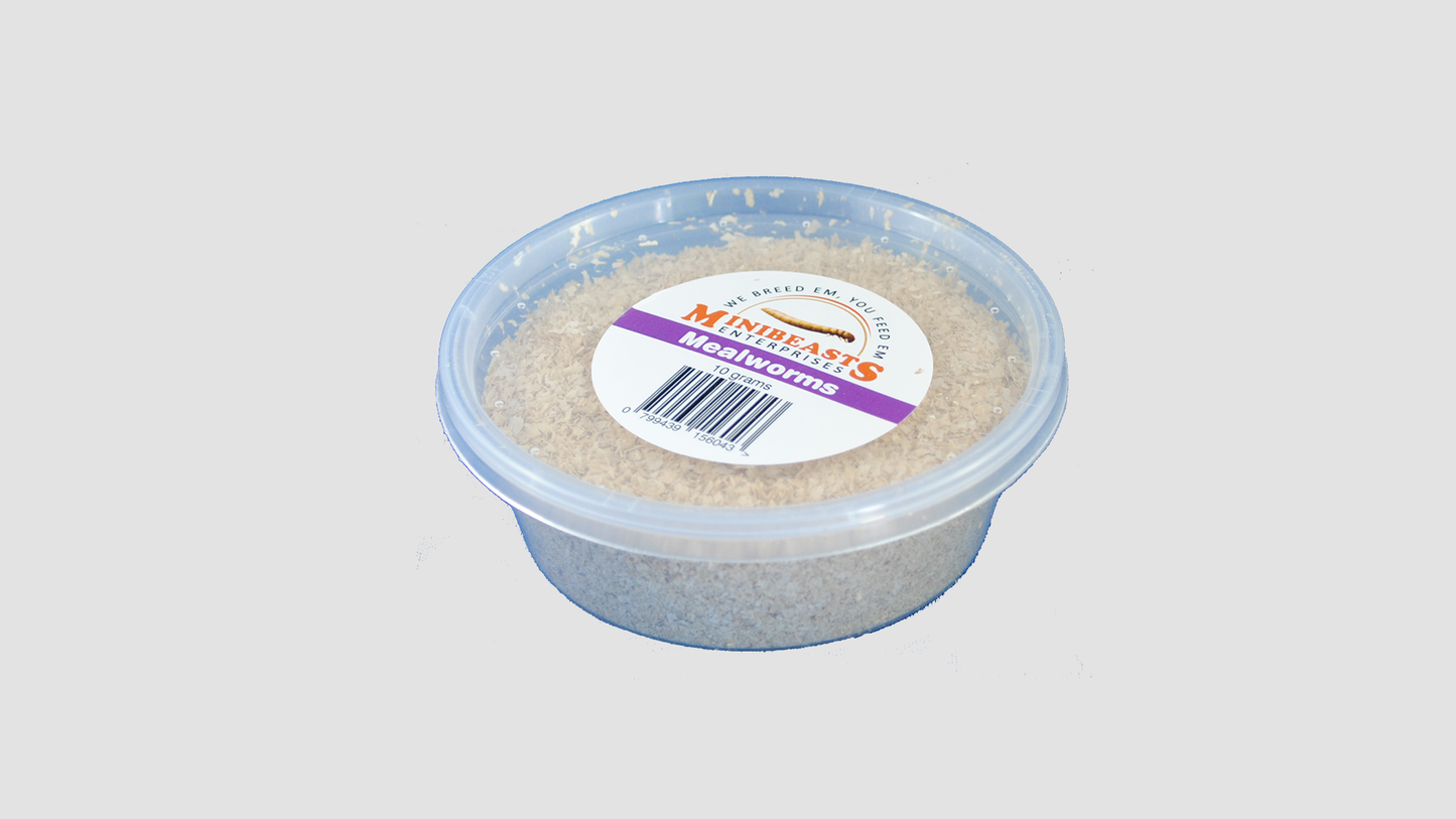 Minibeasts Mealworms