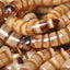The Insect Shop Live Superworm