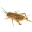 The Insect Shop Live Crickets