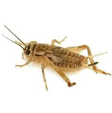 The Insect Shop Live Crickets