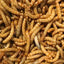 The Insect Shop Live Mealworms