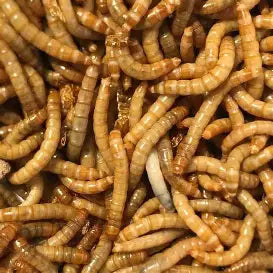The Insect Shop Live Mealworms