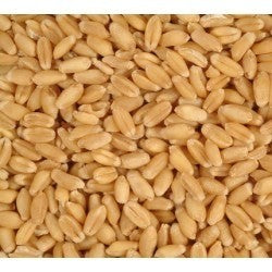 Avigrain Feed Wheat 20kg