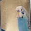 Avigrain Budgie Blue 20Kg