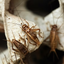 The Insect Shop Live Crickets