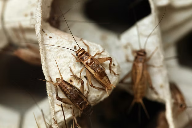 The Insect Shop Live Crickets