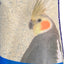 Avigrain Cockatiel Blue 20Kg