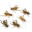 The Insect Shop Live Crickets