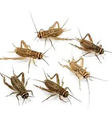 The Insect Shop Live Crickets