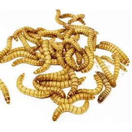 The Insect Shop Live Mealworms