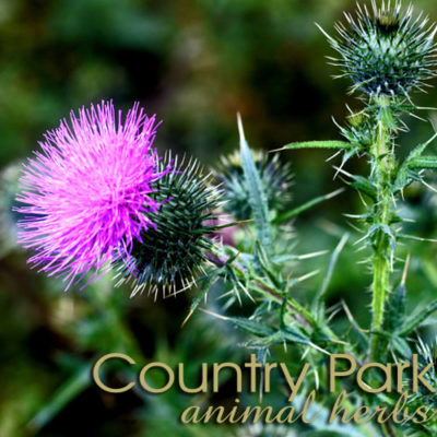 Country Park St Mary's Thistle Seed Powder 1kg