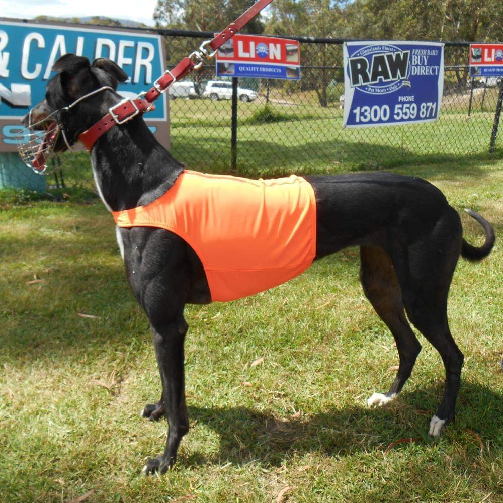 Greyhound Trialing Vest