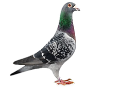 Vella Pigeon Supreme MP 20kg